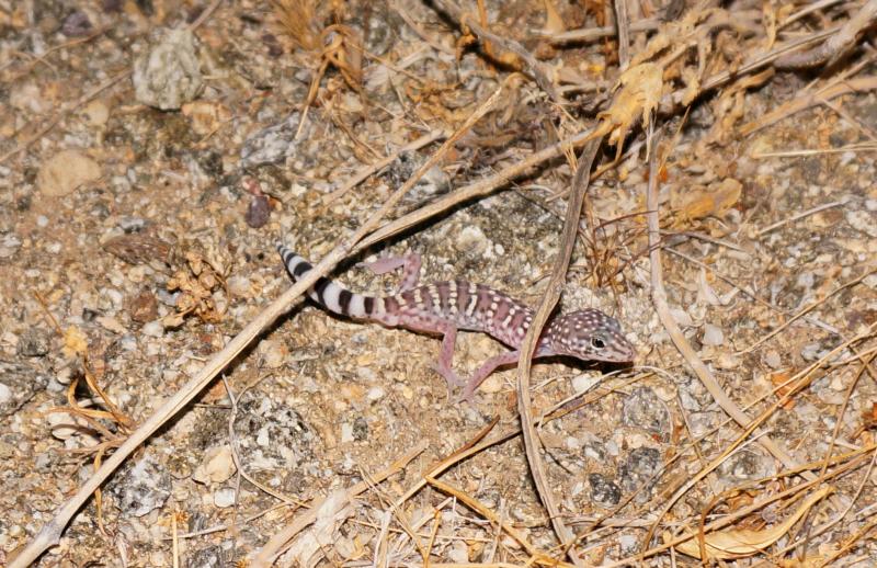 Penninsular Banded Gecko (Coleonyx switaki)