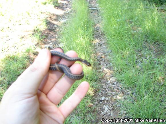 Eastern Gartersnake (Thamnophis sirtalis sirtalis)