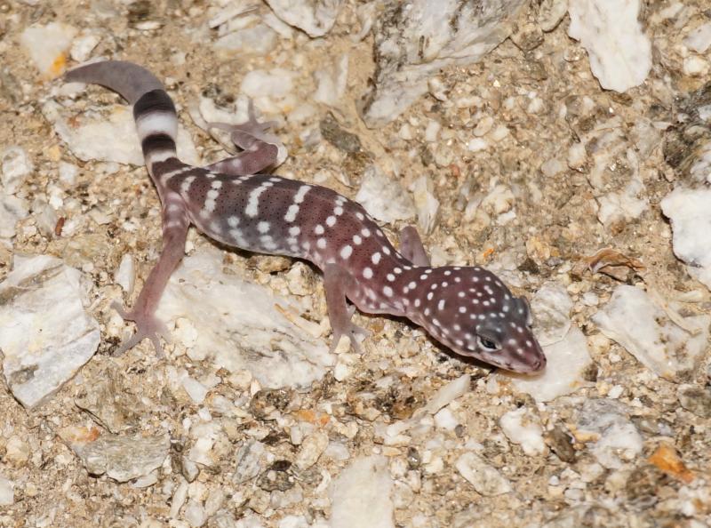 Penninsular Banded Gecko (Coleonyx switaki)