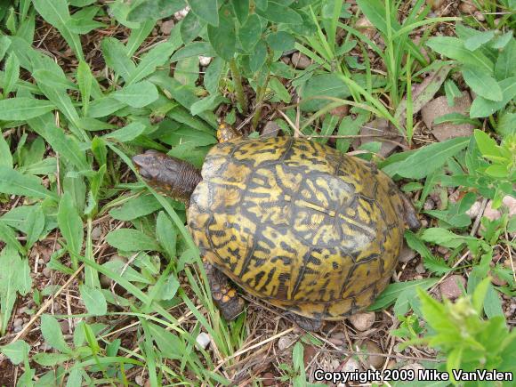 Eastern Box Turtle (Terrapene carolina carolina)