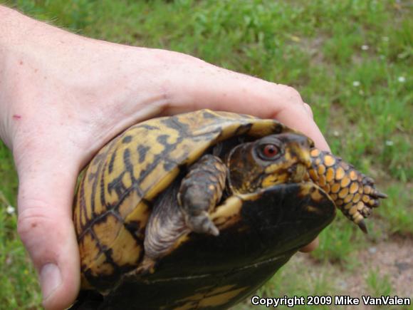 Eastern Box Turtle (Terrapene carolina carolina)