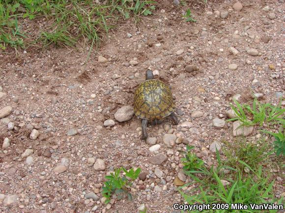 Eastern Box Turtle (Terrapene carolina carolina)