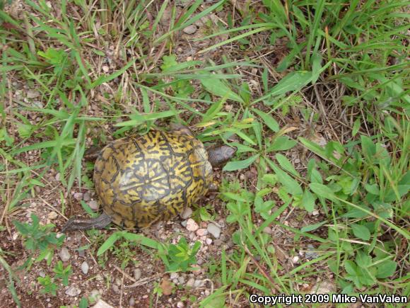 Eastern Box Turtle (Terrapene carolina carolina)