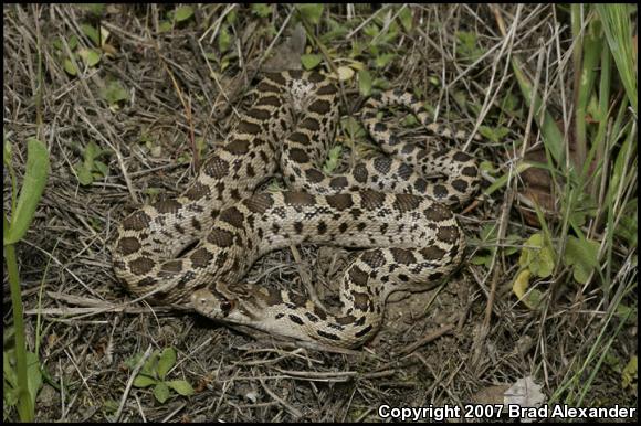 Pacific Gopher Snake (Pituophis catenifer catenifer)