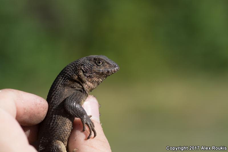 Northern Curly-tailed Lizard (Leiocephalus carinatus)