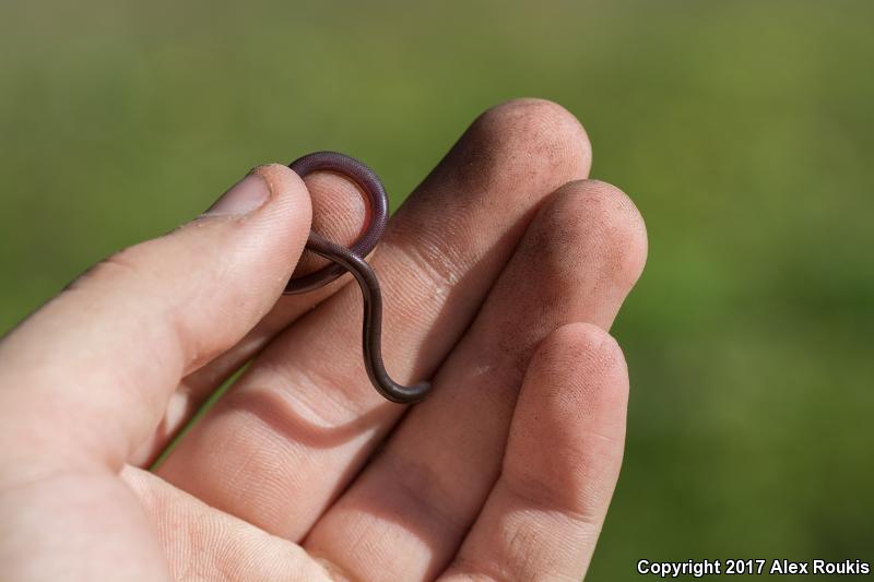 Northern Curly-tailed Lizard (Leiocephalus carinatus)