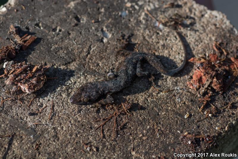 Northern Curly-tailed Lizard (Leiocephalus carinatus)