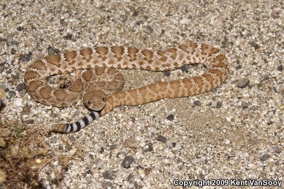 Red Diamond Rattlesnake (Crotalus ruber ruber)