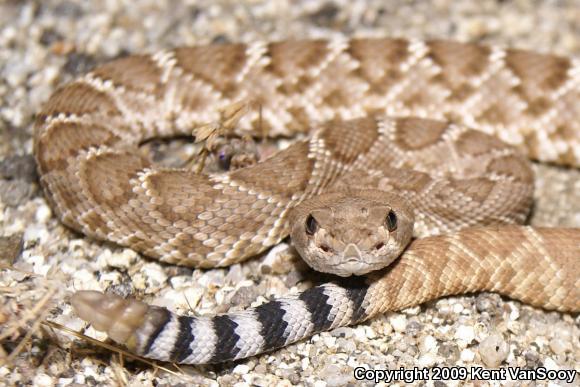 Red Diamond Rattlesnake (Crotalus ruber ruber)