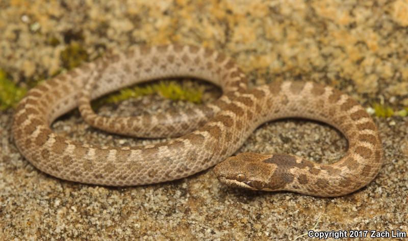 California Nightsnake (Hypsiglena ochrorhyncha nuchalata)