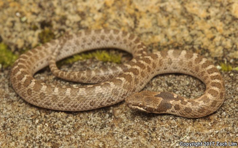 California Nightsnake (Hypsiglena ochrorhyncha nuchalata)