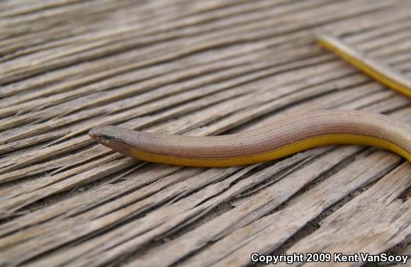 Silvery Legless Lizard (Anniella pulchra pulchra)