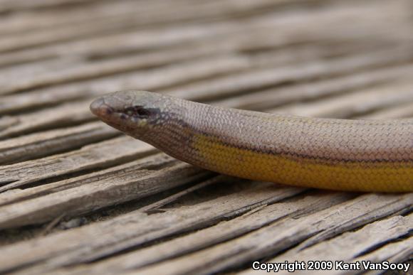 Silvery Legless Lizard (Anniella pulchra pulchra)