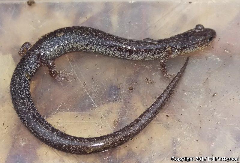 Valley And Ridge Salamander (Plethodon hoffmani)