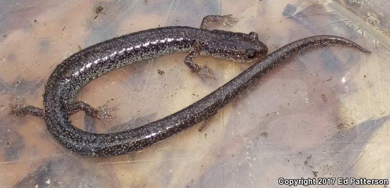 Valley And Ridge Salamander (Plethodon hoffmani)