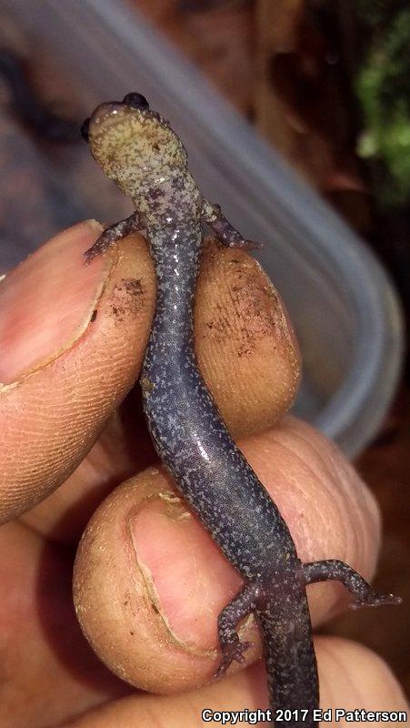 Valley And Ridge Salamander (Plethodon hoffmani)