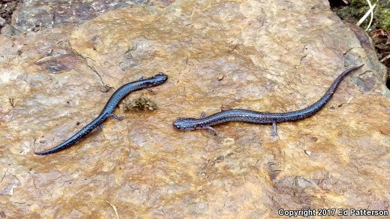 Valley And Ridge Salamander (Plethodon hoffmani)