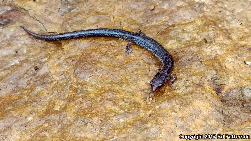 Valley And Ridge Salamander (Plethodon hoffmani)