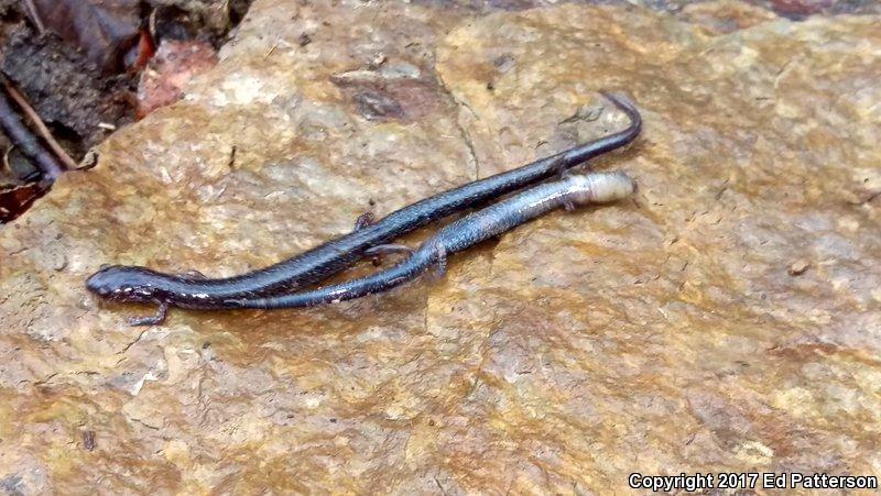 Valley And Ridge Salamander (Plethodon hoffmani)