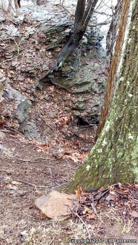 Valley And Ridge Salamander (Plethodon hoffmani)