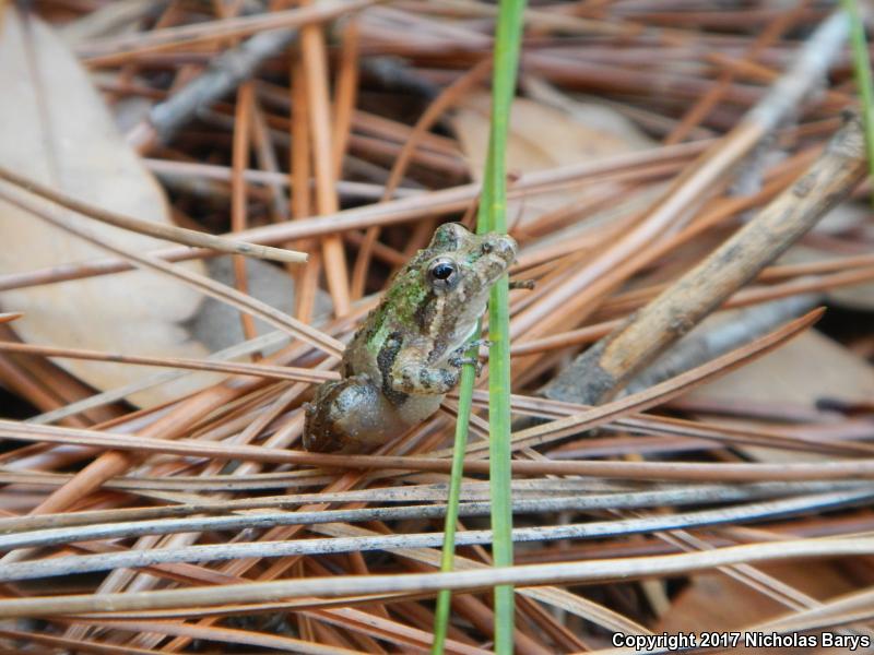 Southern Cricket Frog (Acris gryllus)