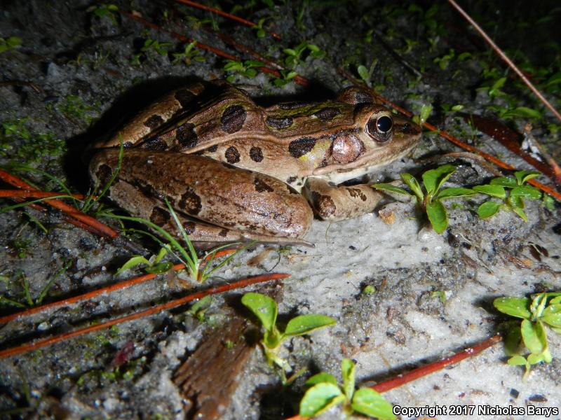 Florida Leopard Frog (Lithobates sphenocephalus sphenocephalus)