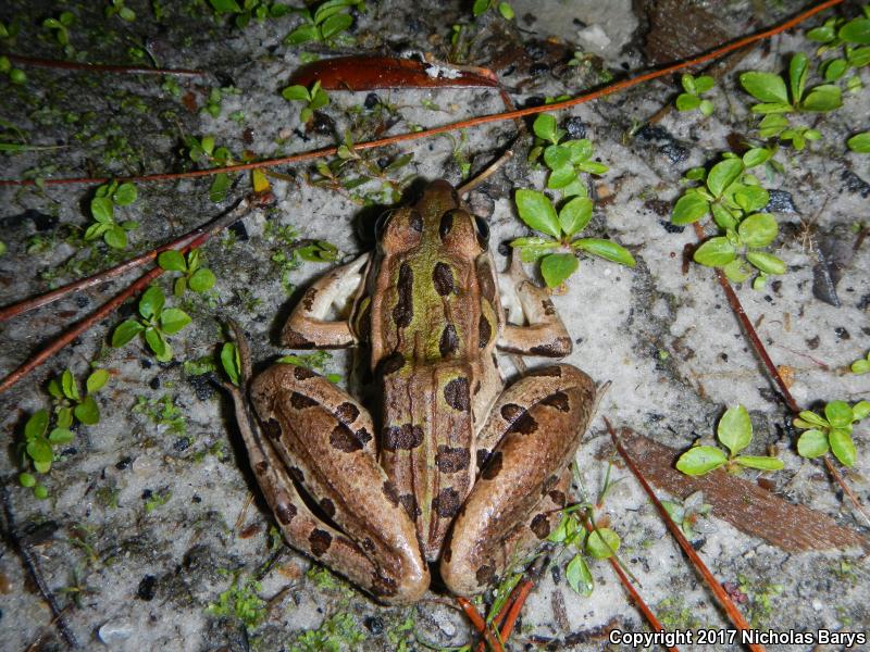 Florida Leopard Frog (Lithobates sphenocephalus sphenocephalus)