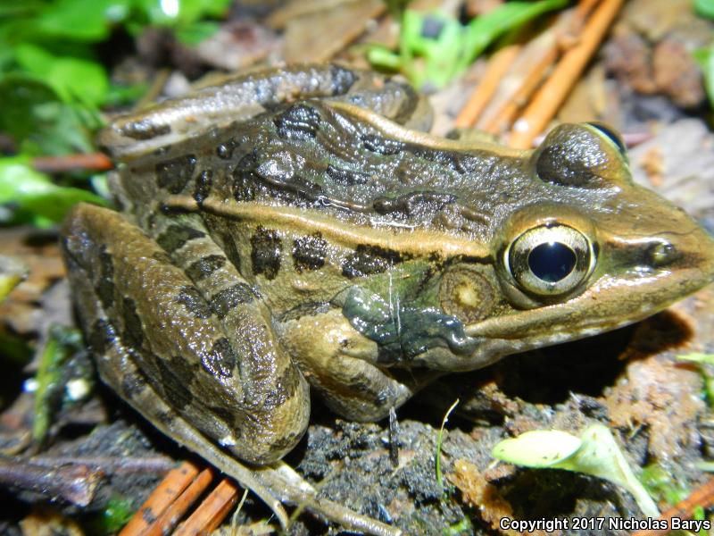 Florida Leopard Frog (Lithobates sphenocephalus sphenocephalus)