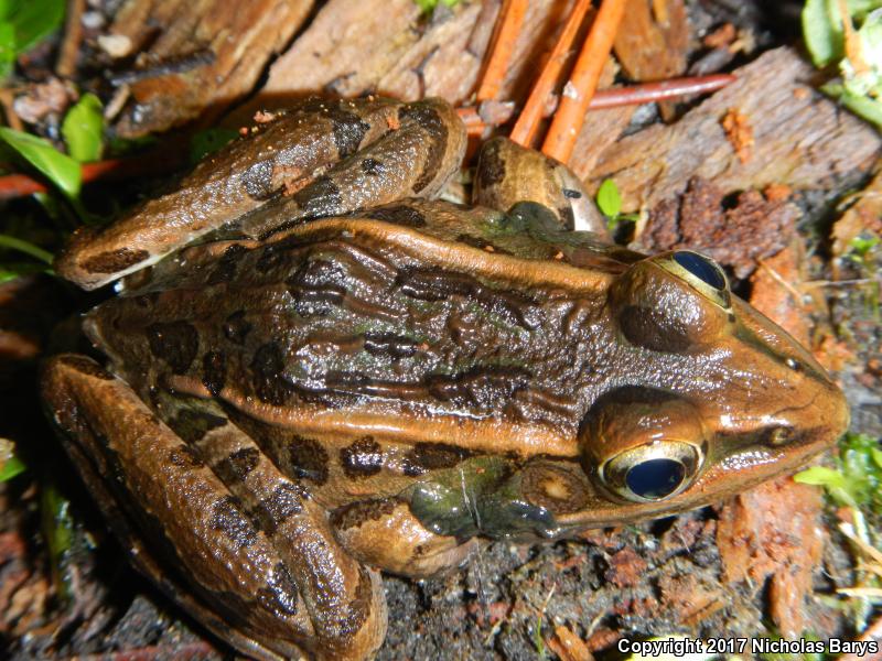 Florida Leopard Frog (Lithobates sphenocephalus sphenocephalus)