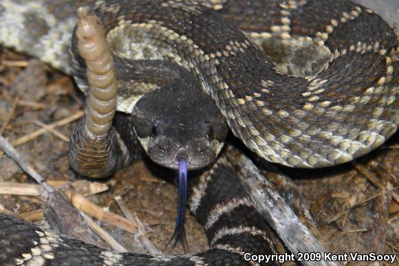 Southern Pacific Rattlesnake (Crotalus oreganus helleri)