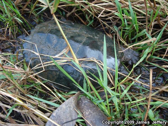 Eastern Snapping Turtle (Chelydra serpentina serpentina)