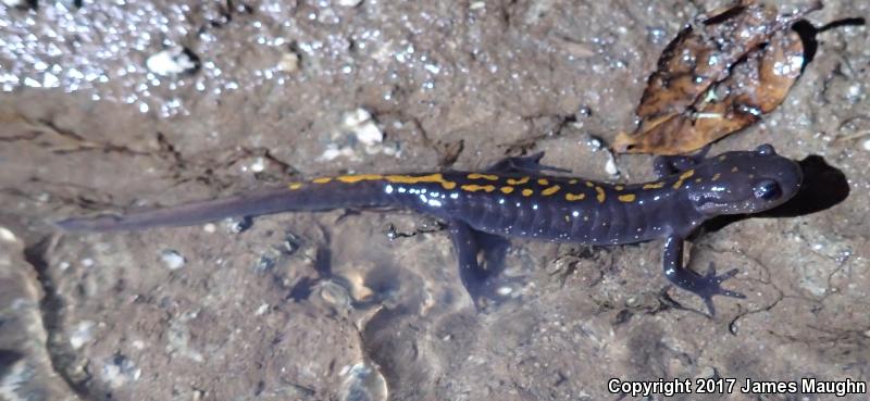 Santa Cruz Long-toed Salamander (Ambystoma macrodactylum croceum)