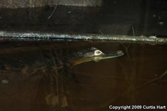 American Alligator (Alligator mississippiensis)