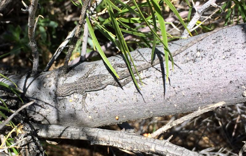 Black-tailed Brush Lizard (Urosaurus nigricaudus)