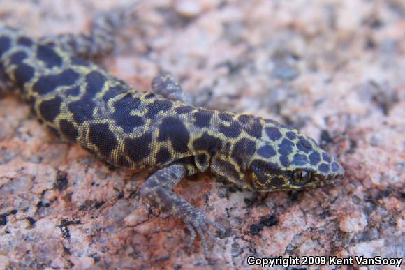 Granite Night Lizard (Xantusia henshawi)