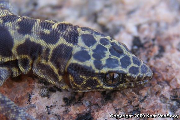 Granite Night Lizard (Xantusia henshawi)