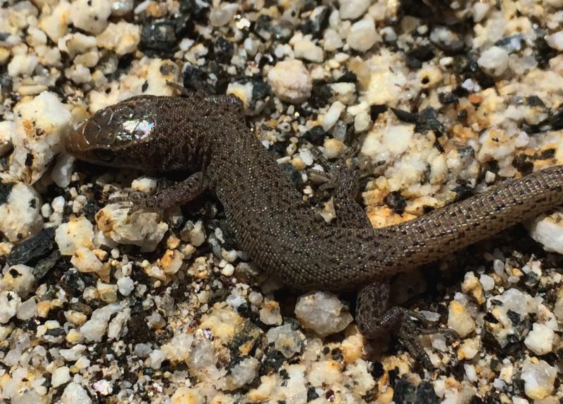 Wiggins's Desert Night Lizard (Xantusia wigginsi)