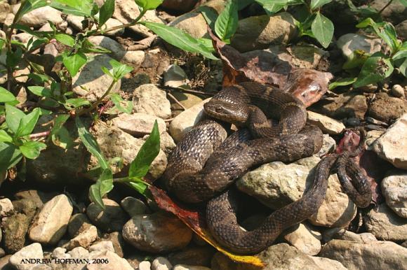 Midland Watersnake (Nerodia sipedon pleuralis)