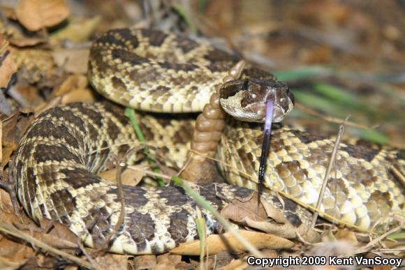 Southern Pacific Rattlesnake (Crotalus oreganus helleri)