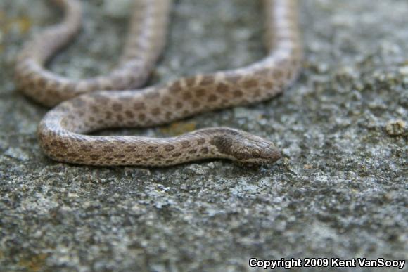 Coast Nightsnake (Hypsiglena ochrorhyncha ochrorhyncha)