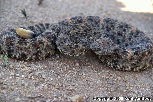 Southwestern Speckled Rattlesnake (Crotalus mitchellii pyrrhus)