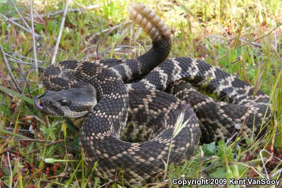 Southern Pacific Rattlesnake (Crotalus oreganus helleri)