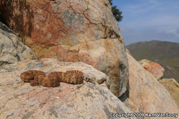 Southwestern Speckled Rattlesnake (Crotalus mitchellii pyrrhus)