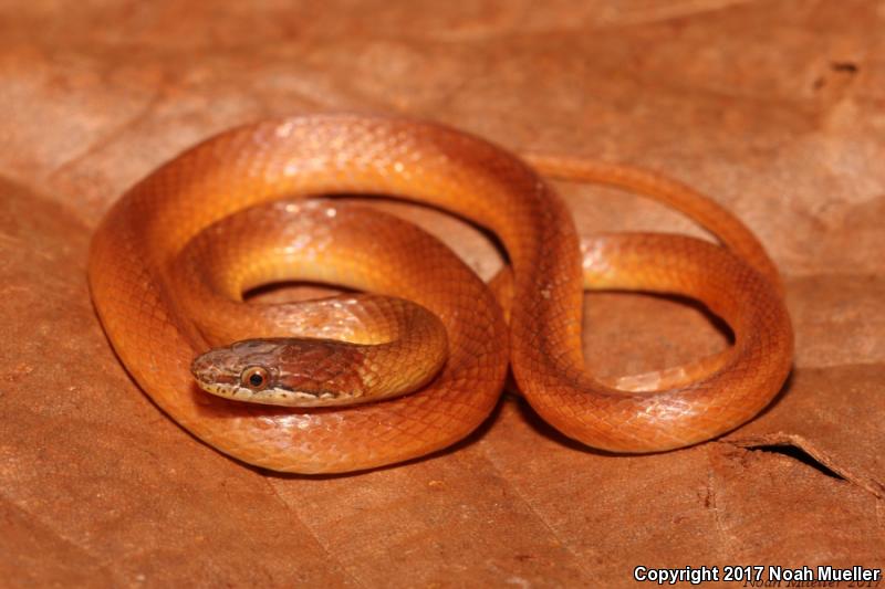 Pine Woods Littersnake (Rhadinaea flavilata)