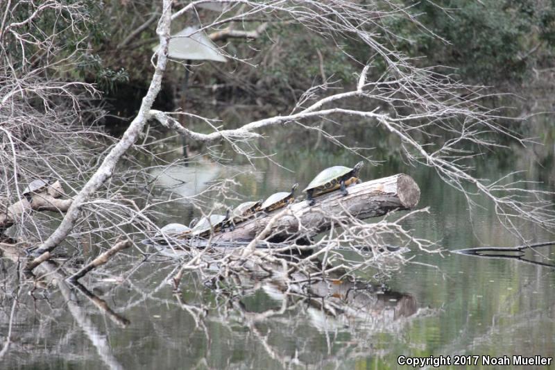 Suwannee Cooter (Pseudemys suwanniensis)