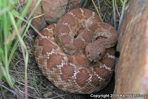 Red Diamond Rattlesnake (Crotalus ruber)