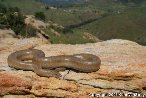 Coastal Rosy Boa (Lichanura trivirgata roseofusca)