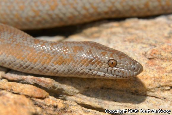 Coastal Rosy Boa (Lichanura trivirgata roseofusca)