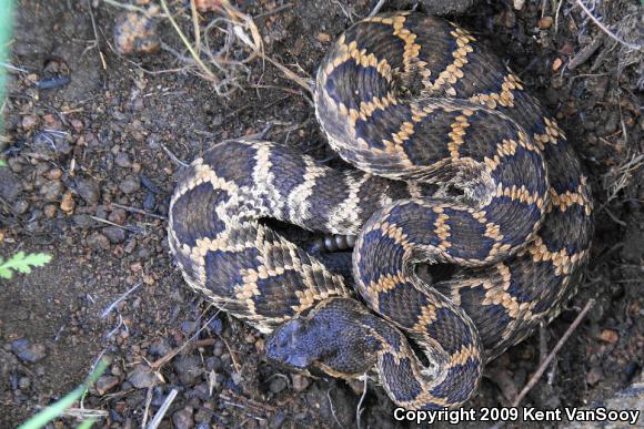 Southern Pacific Rattlesnake (Crotalus oreganus helleri)