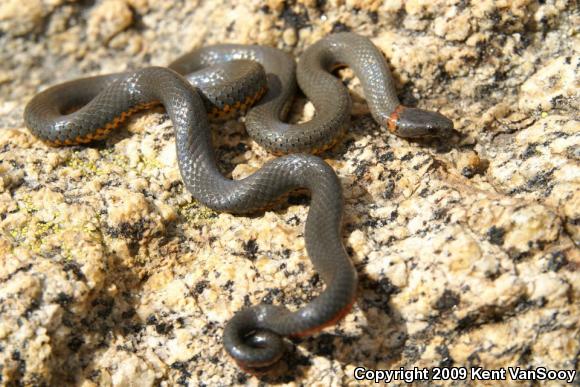 San Diego Ring-necked Snake (Diadophis punctatus similis)